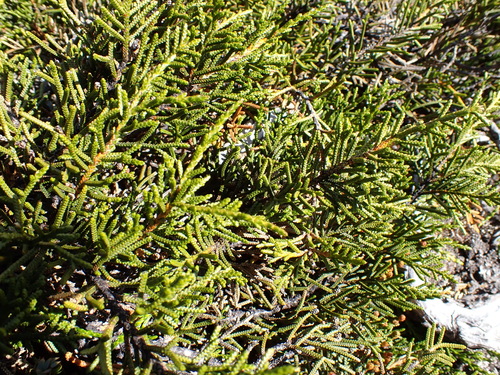 Microcachrys tetragona, photograph 6