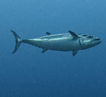 Gymnosarda unicolor