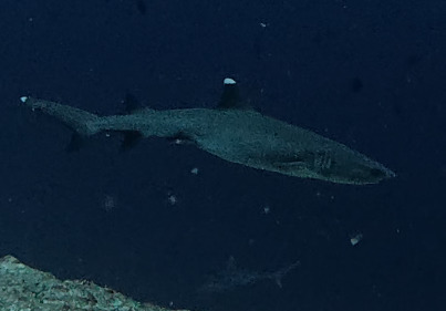 Triaenodon obesus
