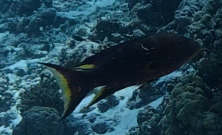 Yellow-edged Lyretail — seen at this dive site
