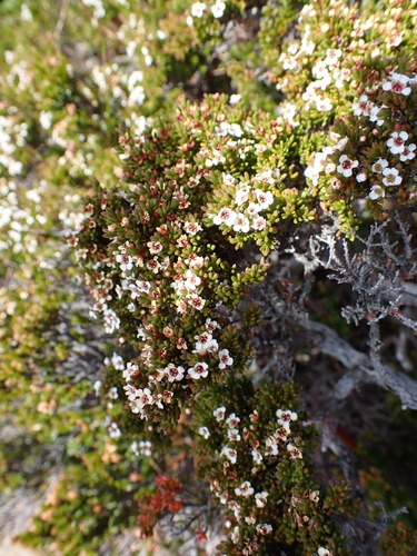 Baeckea gunniana, photograph 5
