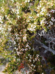 Baeckea gunniana, photograph author not stated, no rights reserved