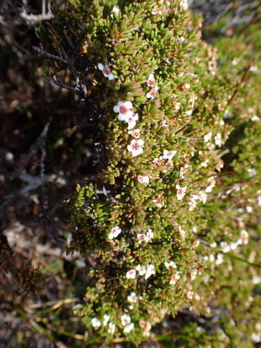 alpine Baeckea (Baeckea gunniana)
