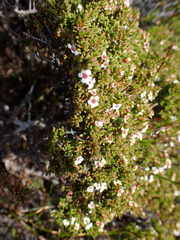 Baeckea gunniana, photograph author not stated, no rights reserved
