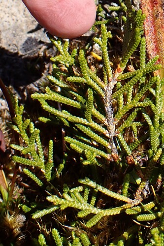 Microcachrys tetragona, photograph 5