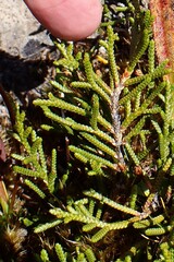 author not stated, no rights reserved Microcachrys tetragona, photograph author not stated, no rights reserved