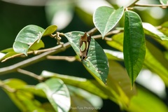 Polyura hebe plautus