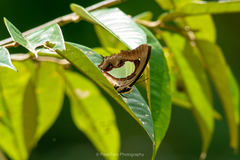 Polyura hebe plautus