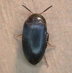 Synstrophus repandus