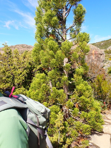 pencil pine (Athrotaxis cupressoides)