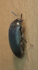 Synstrophus repandus