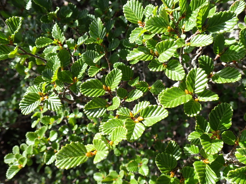 deciduous beech (Nothofagus gunnii)