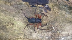 Platyoides walteri