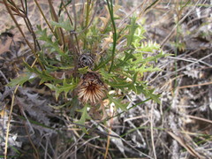 Banksia armata armata