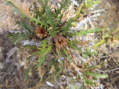 Banksia armata armata