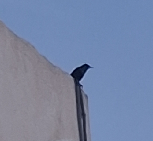 Spotless Starling