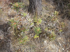Banksia armata armata