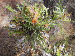 Banksia armata armata