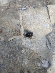 Lycia florentina