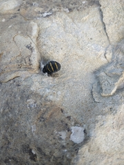 Lycia florentina