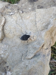 Lycia florentina