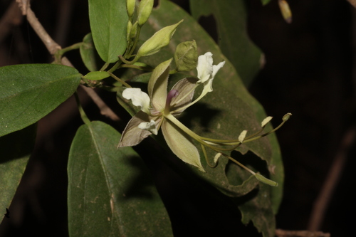 Indian cadaba (Cadaba fruticosa)
