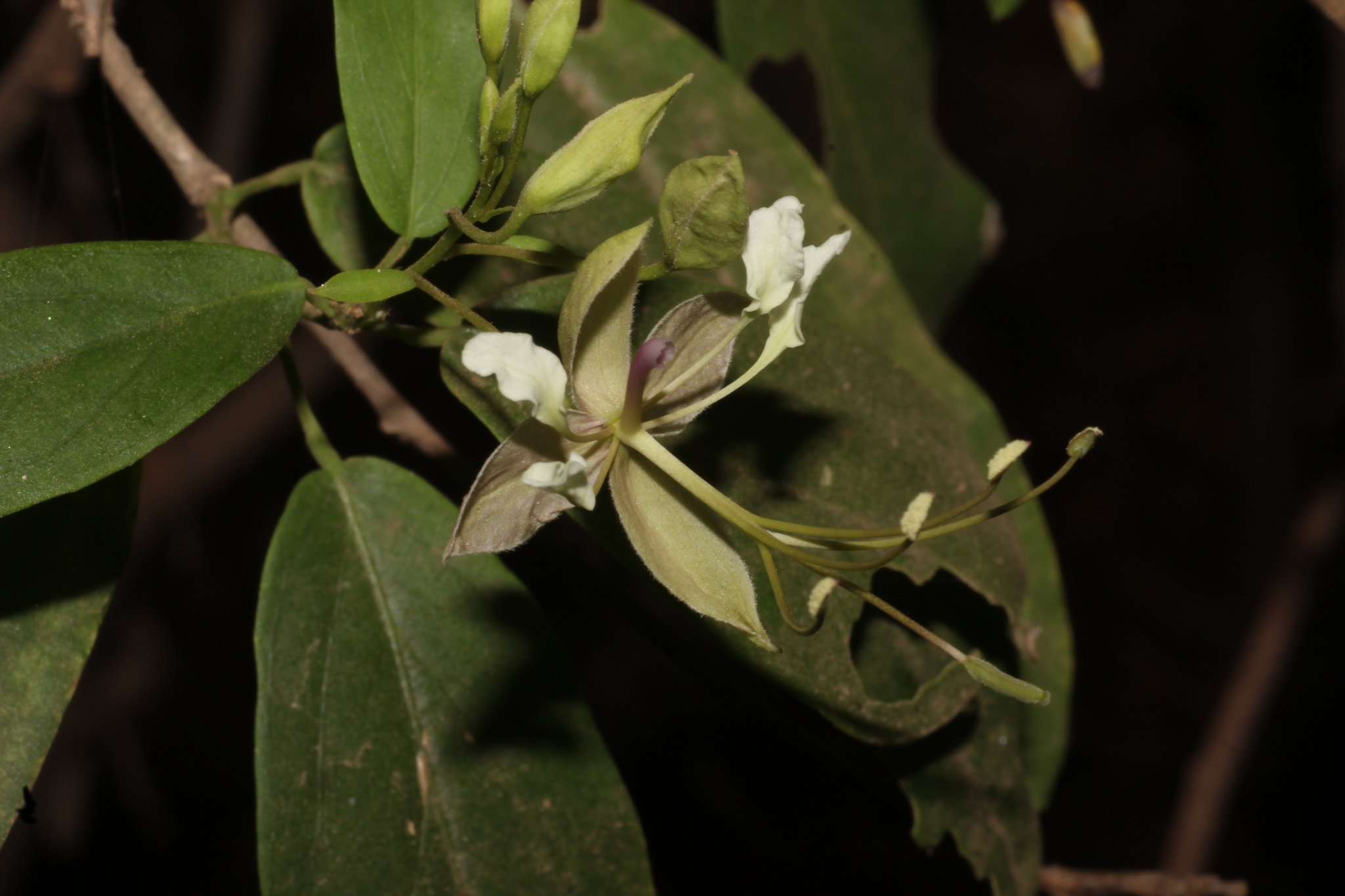 Indian Cadaba (Cadaba fruticosa)