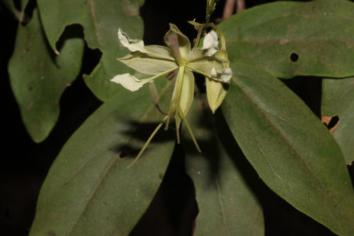 Cadaba fruticosa, photograph 3