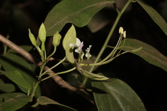 Cadaba fruticosa, photograph author not stated, no rights reserved