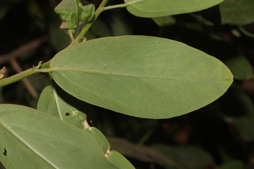 Cadaba fruticosa, photograph 6