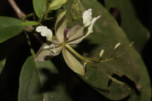 Cadaba fruticosa, photograph 5