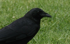 Corvus brachyrhynchos