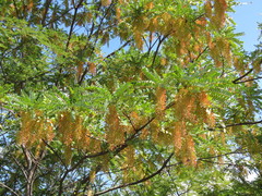 Alvaradoa amorphoides, photograph (c) Alexis López Hernández, some rights reserved (CC BY)