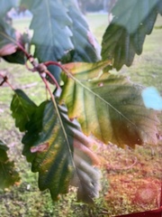 Tracheophyta