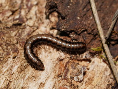 Isocladosoma maculatum