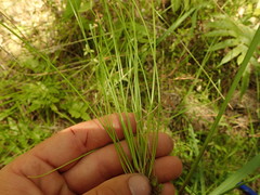 Isolepis inundata