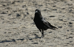Corvus brachyrhynchos