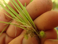 Isolepis inundata