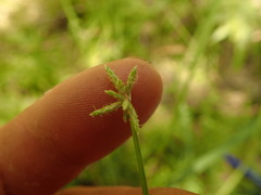 Isolepis inundata