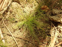 Isolepis sepulcralis