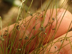 Isolepis sepulcralis