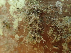 Ramalina peruviana