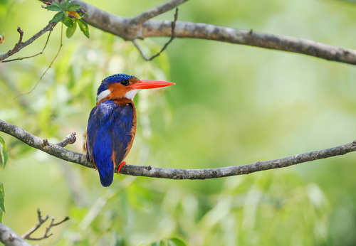 iNaturalist: (c) michael_laick, some rights reserved (CC BY-NC) iNaturalist image