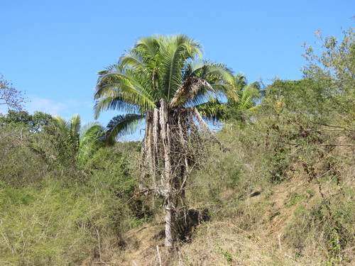 Attalea cohune