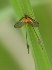 Semioptila