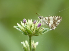 Ernsta dromus