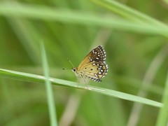 Astictopterus stellata mineni