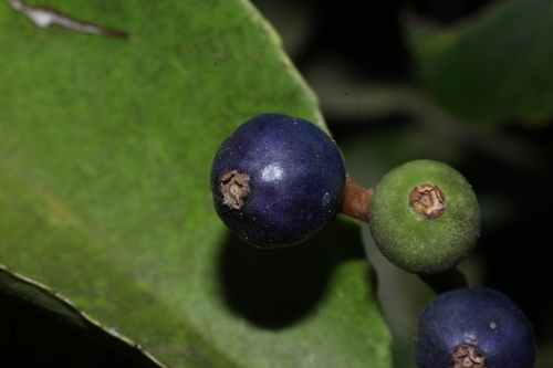 Symplocos cochinchinensis, photograph 1
