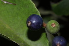 Symplocos cochinchinensis, photograph author not stated, no rights reserved