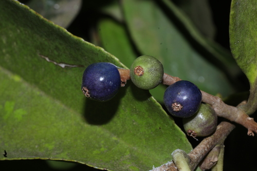 Symplocos cochinchinensis, photograph 2